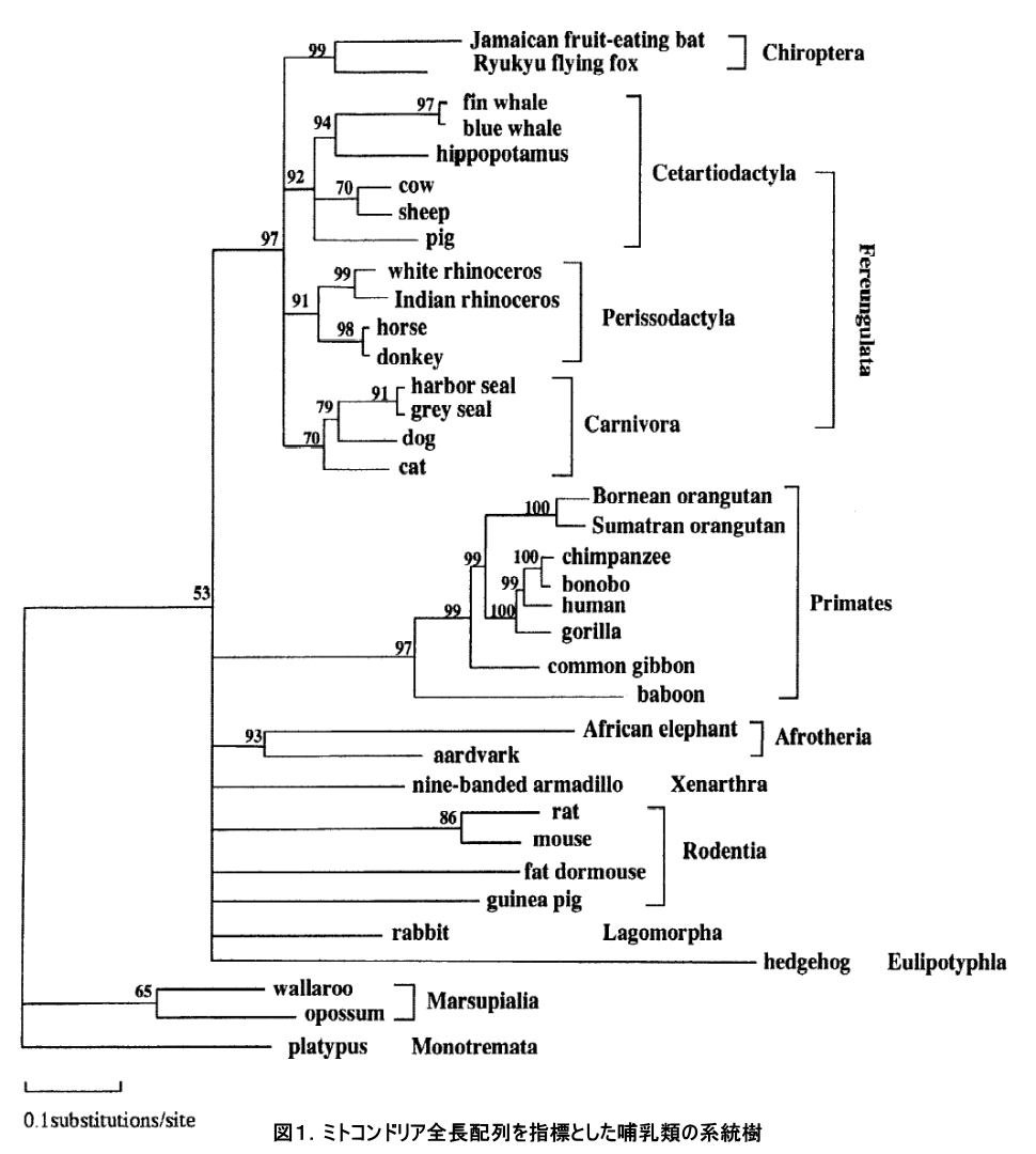 コウモリの系統樹